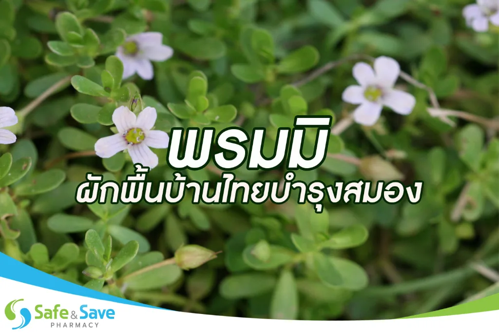 พรมมิ ผักพื้นบ้านไทยบำรุงสมอง