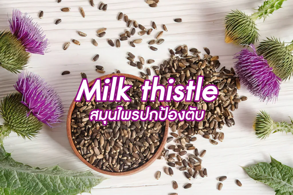 มิลค์ ทิสเซิล (Milk thistle) สมุนไพรปกป้องตับ