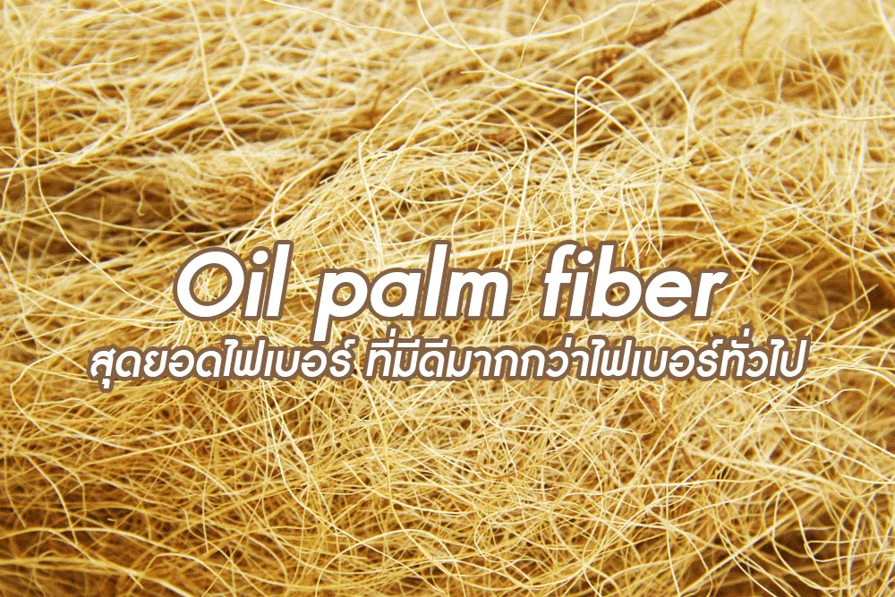 Oil palm fiber สุดยอดไฟเบอร์ ที่มีดีมากกว่าไฟเบอร์ทั่วไป