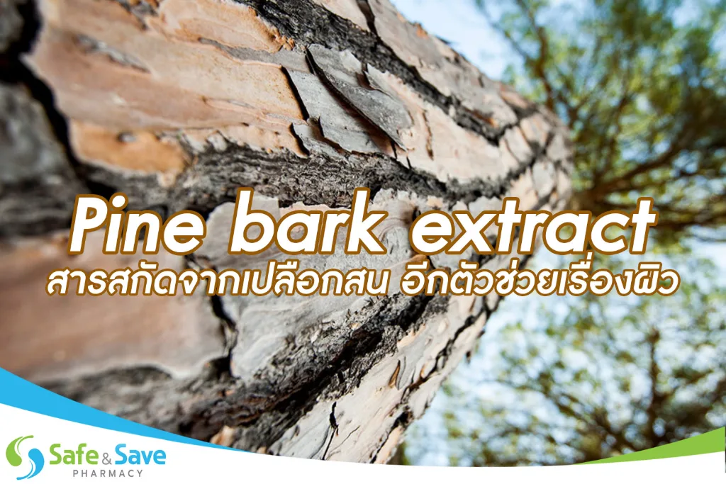 Pine Bark Exact อีกตัวช่วยเรื่องผิว จากเปลือกสน
