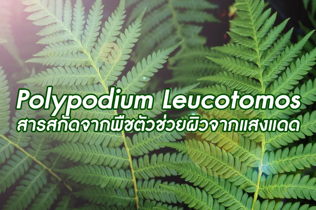 Polypodium Leucotomos สารสกัดจากพืชตัวช่วยผิวจากแสงแดด